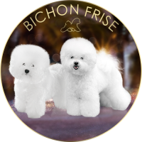 Bichon Frise Kennel Freyson Show Star