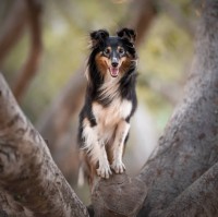 מריה אורצקי maricookieu@gmail.com