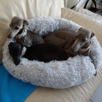 שרי טל כרמלי