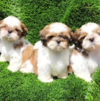 פרחאן ،،. אבו טריף