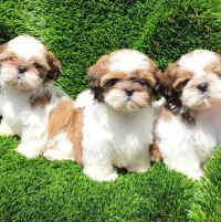 פרחאן ،،. אבו טריף